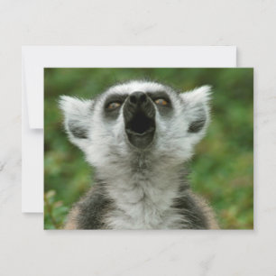 Ring-Tailed Lemur