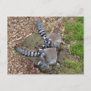 Ring-tailed Lemur #1 Postcard
