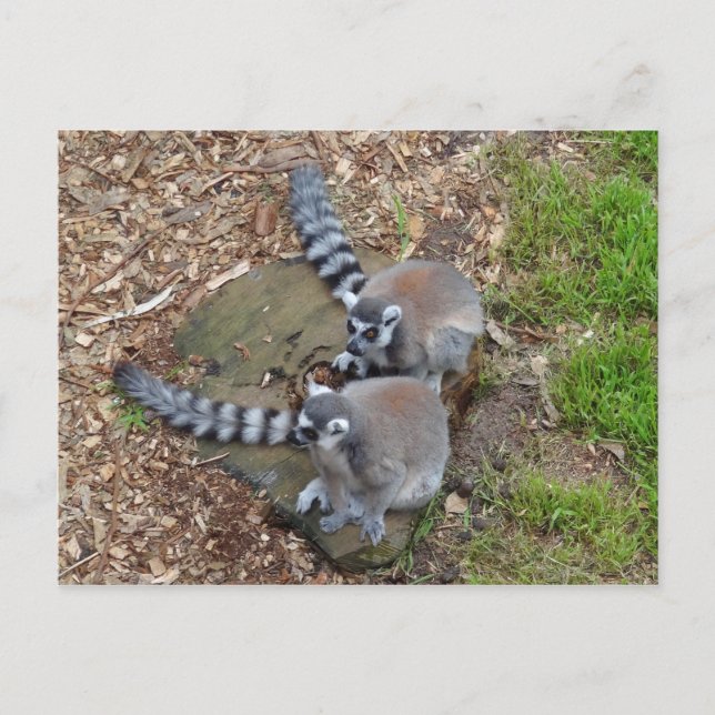 Ring-tailed Lemur #1 Postcard (Front)