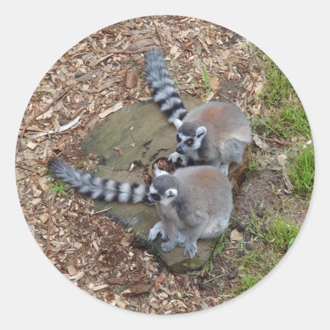 Ring-tailed Lemur #1 Stickers (Front)