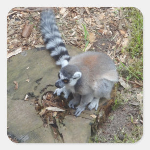 Ring-tailed Lemur #2 Stickers