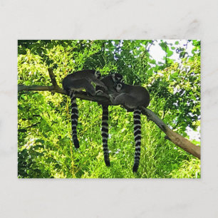 Ring-tailed Lemur #3 Postcard