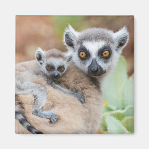 Ring-Tailed Lemur Baby on its Mother's Back Magnet