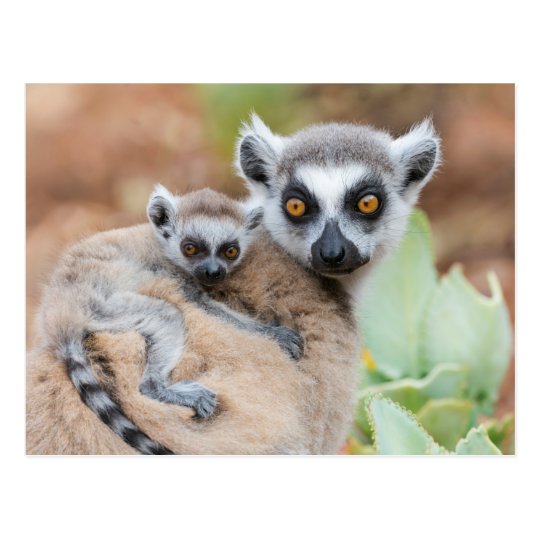 Ring-Tailed Lemur Baby on its Mother's Back Postcard | Zazzle.co.uk