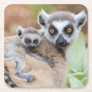 Ring-Tailed Lemur Baby on its Mother's Back Square Paper Coaster