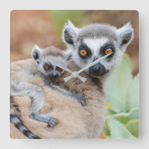 Ring-Tailed Lemur Baby on its Mother's Back Square Wall Clock