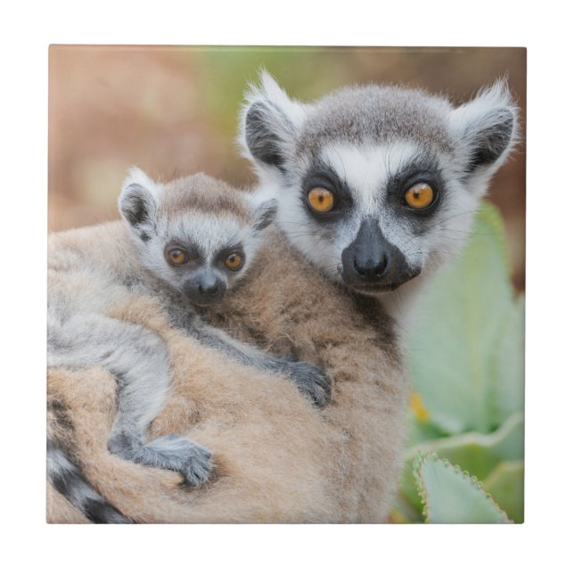 Ring-Tailed Lemur Baby on its Mother's Back Tile (Front)