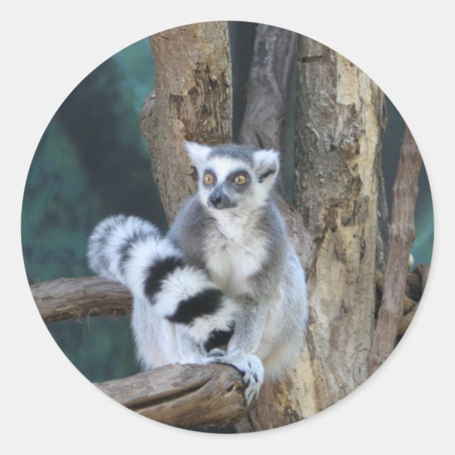 Ring-tailed lemur classic round sticker (Front)