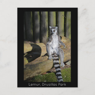 Ring Tailed Lemur Drusillas Park Postcard