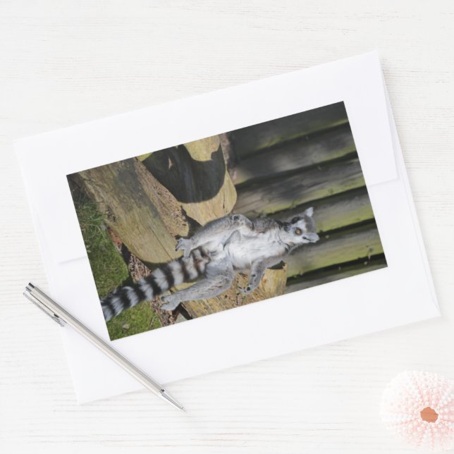 Ring Tailed Lemur Drusillas Park Rectangular Sticker (Envelope)
