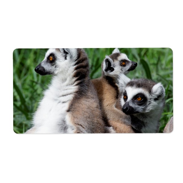 Ring-tailed Lemur Family (Front)