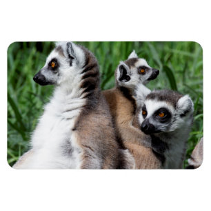 Ring-tailed Lemur Family Magnet