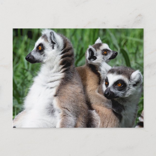 Ring-tailed Lemur Family Postcard (Front)