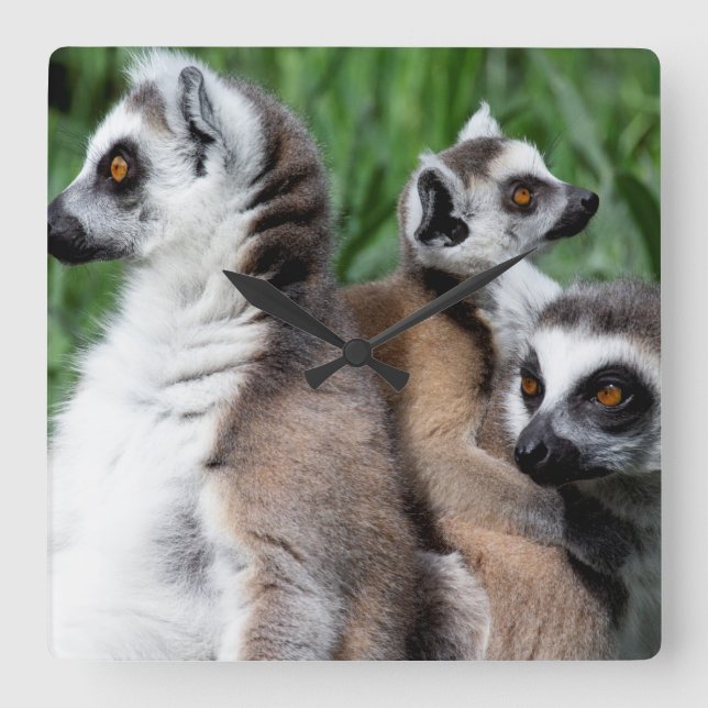 Ring-tailed Lemur Family Square Wall Clock (Front)