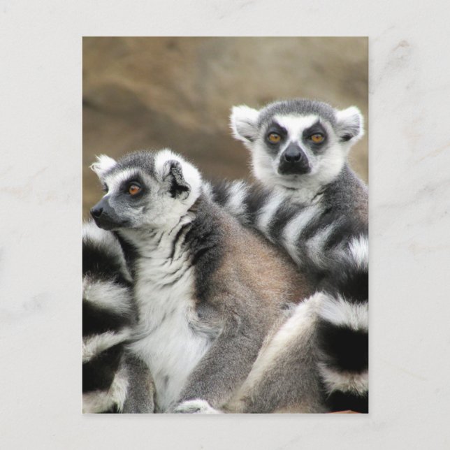 ring-tailed lemur friends postcard (Front)