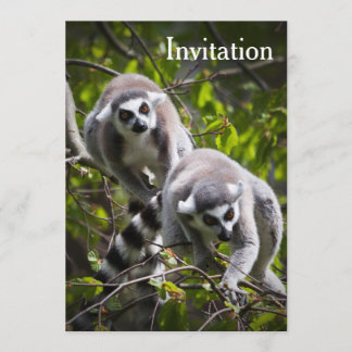 Ring Tailed Lemur Invitation