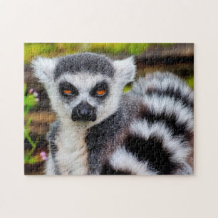 Ring Tailed Lemur, Jigsaw Puzzle