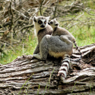 RING-TAILED LEMUR KEY RING
