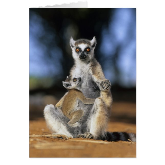 Ring-tailed Lemur, (Lemur catta), Mother and (Front)
