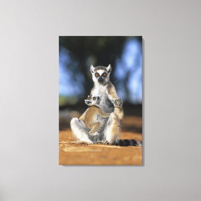 Ring-tailed Lemur, (Lemur catta), Mother and Canvas Print (Front)