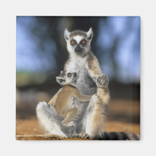 Ring-tailed Lemur, (Lemur catta), Mother and Magnet