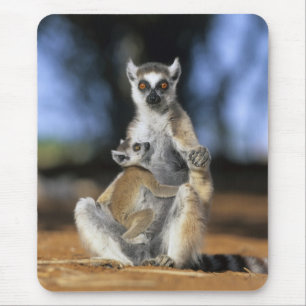 Ring-tailed Lemur, (Lemur catta), Mother and Mouse Mat