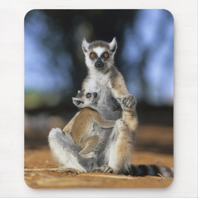 Ring-tailed Lemur, (Lemur catta), Mother and Mouse Mat (Front)