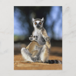 Ring-tailed Lemur, (Lemur catta), Mother and Postcard