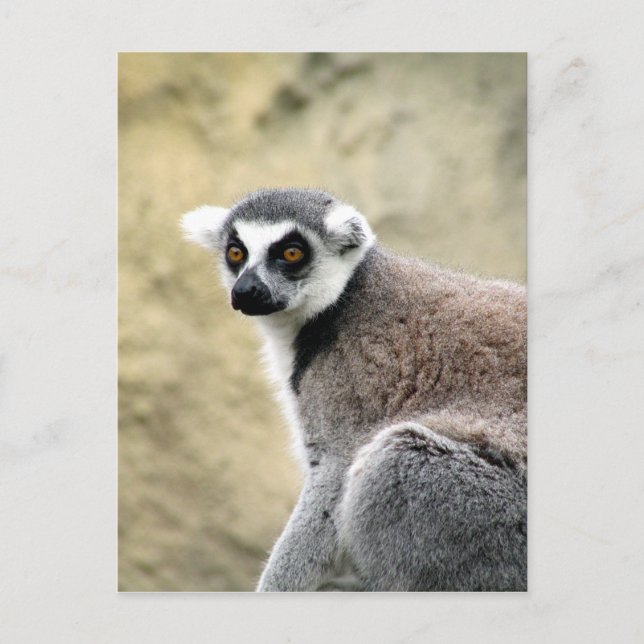 ring-tailed lemur look postcard (Front)