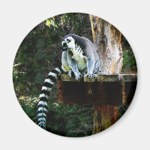 Ring-Tailed Lemur Magnet