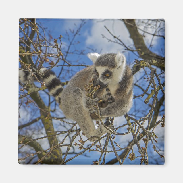 Ring-tailed lemur magnet (Front)