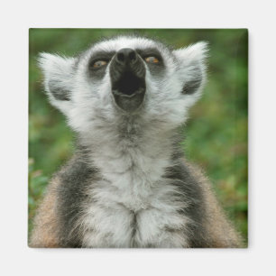 Ring-Tailed Lemur Magnet