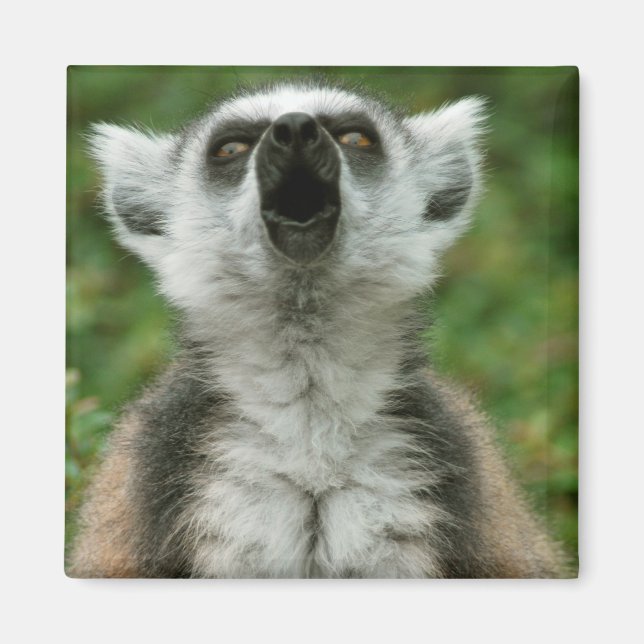 Ring-Tailed Lemur Magnet (Front)