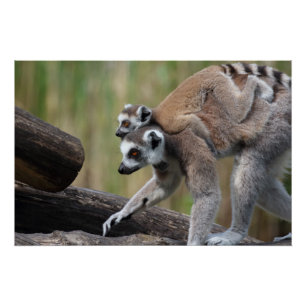 Ring-Tailed Lemur Mother And Baby Poster