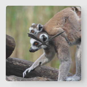 Ring-Tailed Lemur Mother And Baby Square Wall Clock