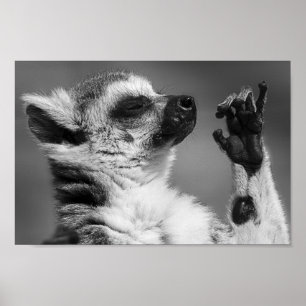 Ring Tailed Lemur Playing Poster