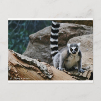 RIng Tailed Lemur Postcard