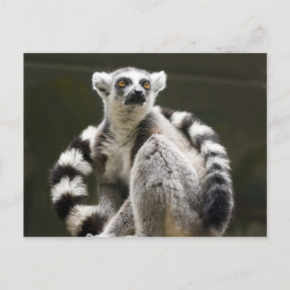 Ring-tailed Lemur Postcard