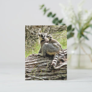 RING-TAILED LEMUR POSTCARD