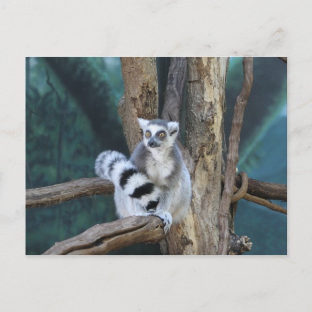 Ring-tailed lemur postcard (Front)