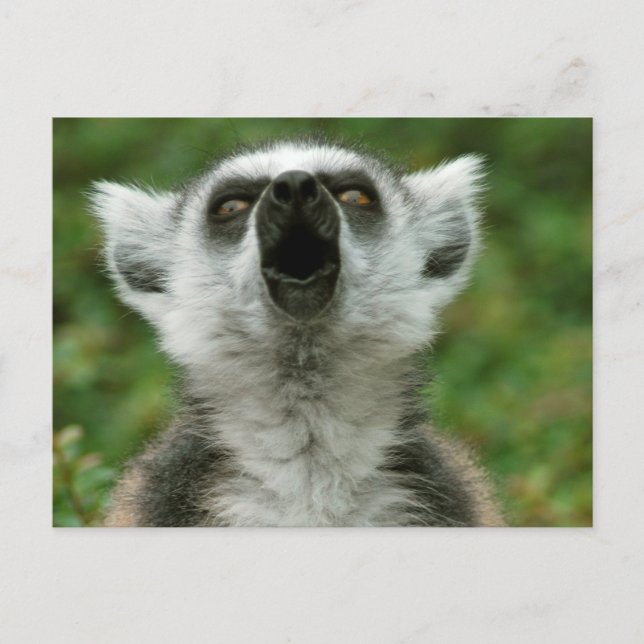 Ring-Tailed Lemur Postcard (Front)