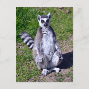 Ring-tailed lemur seating on grass postcard