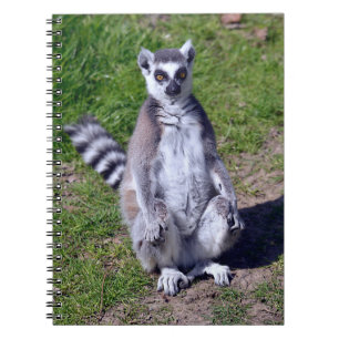 Ring-tailed lemur seating on grass postcard T-Shir Notebook