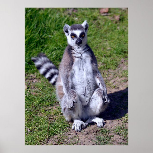Ring-tailed lemur seating on grass postcard T-Shir Poster (Front)