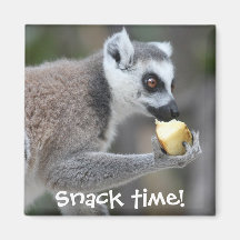 Ring-Tailed Lemur -- Snack Time!