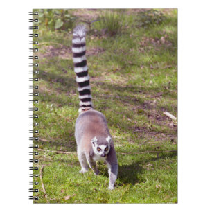 Ring-tailed lemur walking on grass notebook