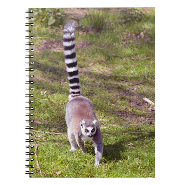 Ring-tailed lemur walking on grass notebook (Front)