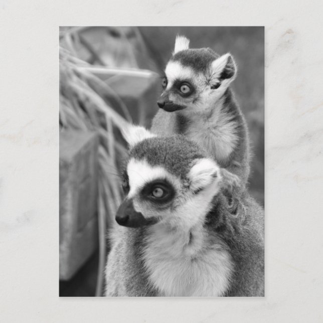 Ring-tailed lemur with baby black and white postcard (Front)
