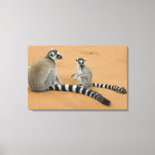 Ring-tailed Lemurs, (Lemur catta), Berenty Canvas Print