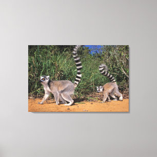 Ring-Tailed Lemurs (Lemur Catta), Berenty Canvas Print